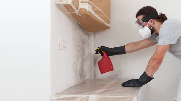 Professional Basement Mold Remediation technician working in Butler, GA