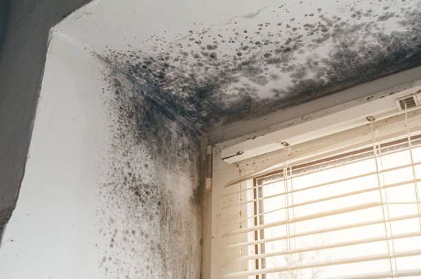 Affordable Basement Mold Remediation solutions in Butler, GA